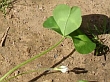 Trifolium subterraneum