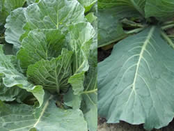 Brassica oleracea