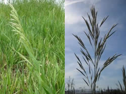 Bromus inermis