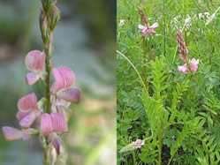 Onobrychis viciifolia