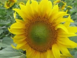 Helianthus annuus