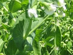 Pisum sativum