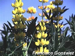 Lupinus luteus