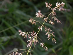 Poa pratensis