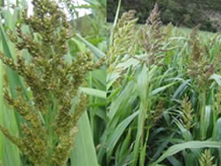 Sorghum sudanense