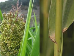 Sorghum bicolor