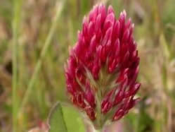 Trifolium incarnatum