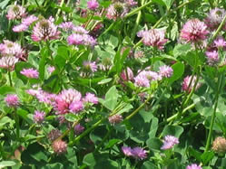 Trifolium resupinatum
