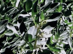 Vicia faba