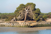 Doñana_fotoTechnische Fred