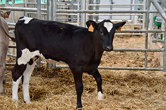 Finca ecológica de producción de vacuno de leche de INTIA