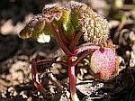 Lamium purpureum