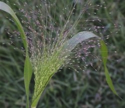 Panicum capillare, panícula con ramas capilares