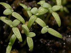 Papaver dubium, plntulas con cotiledones lineares y dos primeras hojas brotando