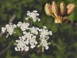 umbela en flor y umbélula con frutos cubiertos de aguijones