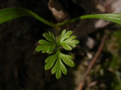 Torilis arvensis, primera hoja, con el limbo dividido en tres segmentos lobulados