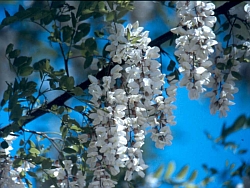 flores de Robinia pseudacacia