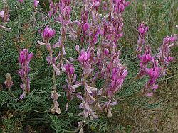 inflorescencia en racimos erectos, Hedysarum boveanum subsp. europaeum