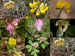 Hoja trifoliada de Trifolium incarnatum