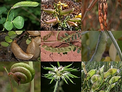 Hoja trifoliada de Trifolium incarnatum