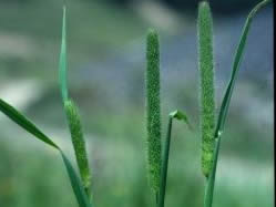 Phleum pratense