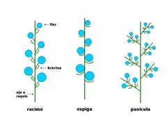 inflorescencias: racimo, espiga y panícula